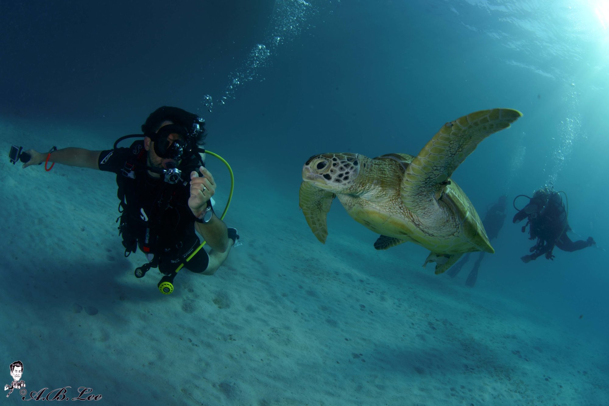 Tauchgang Dominik Johnson mit Schildkröte. Foto von A.B. Lee