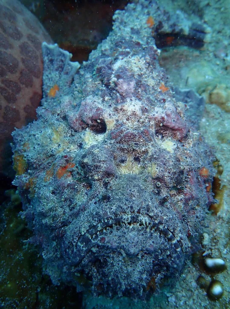 Scuba Diving Divemaster Diarys Stonefish