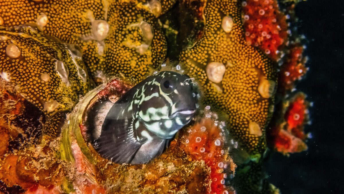 Unicorn-Divers-Dominik-Johnson-Underwaterphotography-Portfolio goby coral