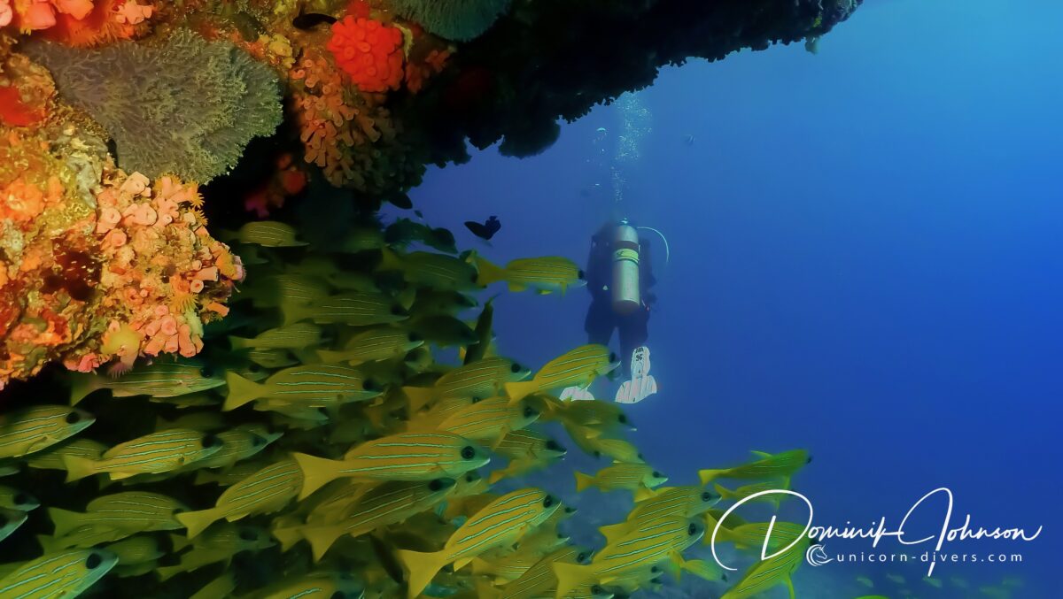 Unicorn-Divers-Dominik-Johnson-Underwaterphotography-Portfolio-diver swarm