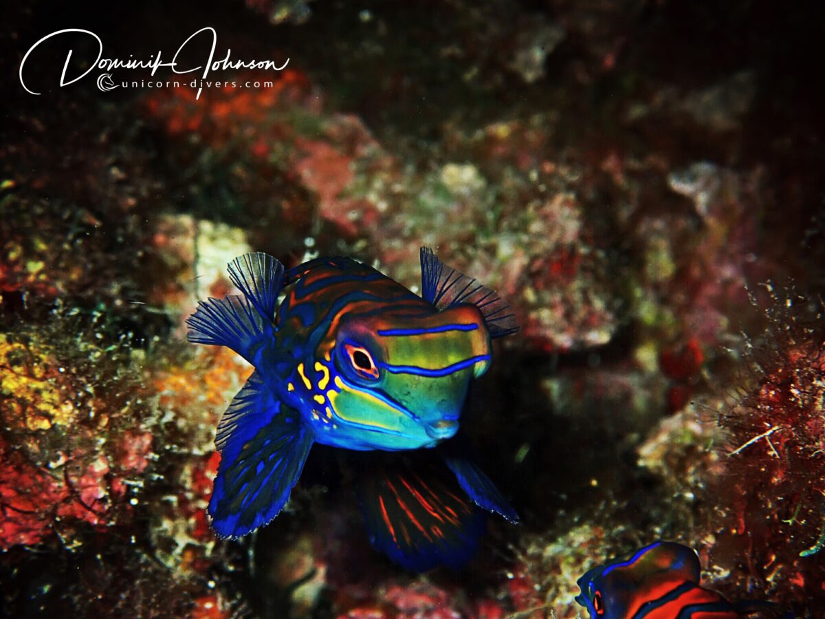 Underwater Photography Dominik Johnson Mandarin fish