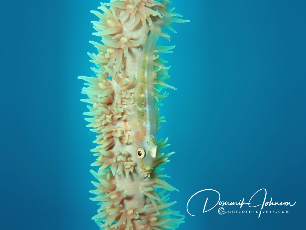 Unicorn-Divers-Dominik-Johnson-Underwaterphotography-Portfolio-goby anemone