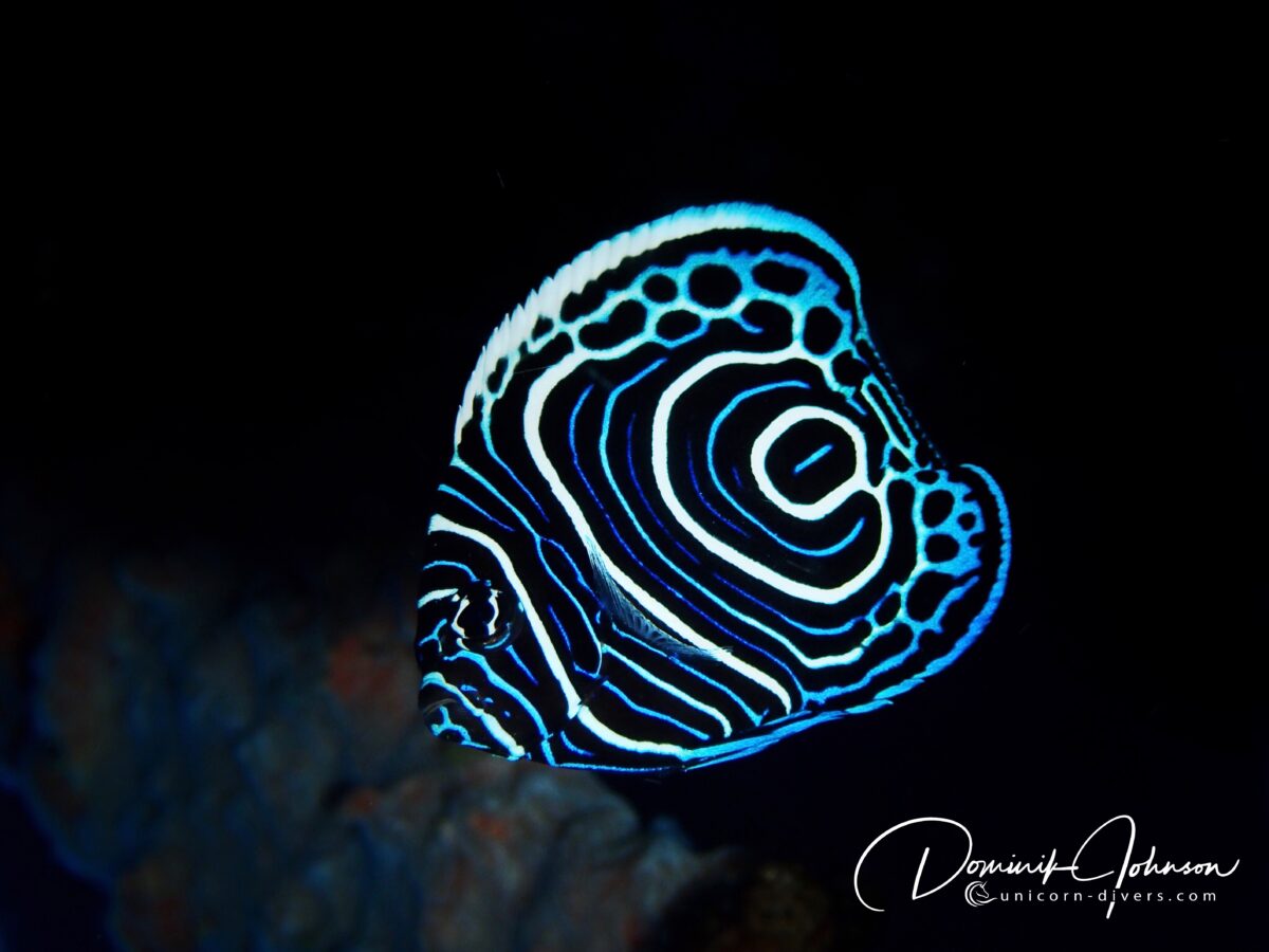 Underwater Photography Dominik Johnson butterfly fish