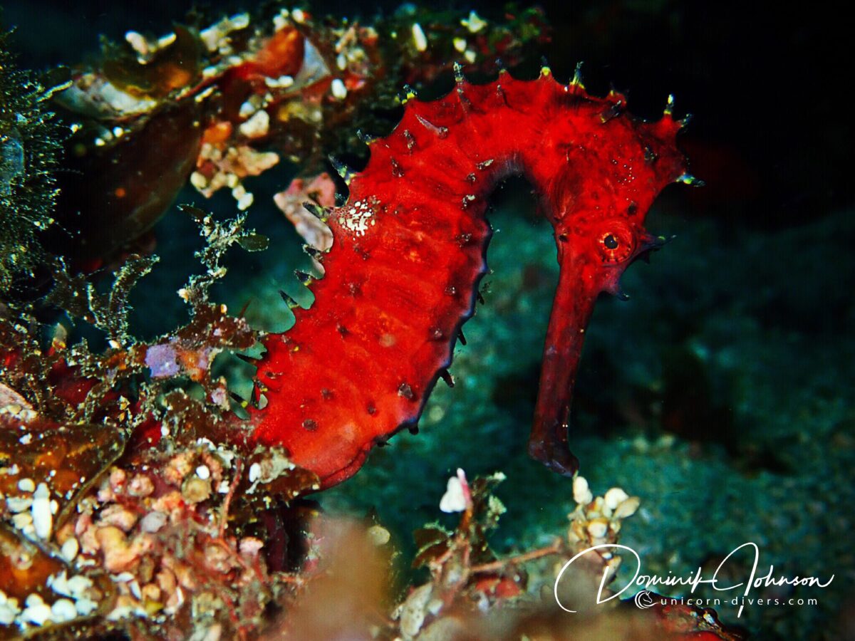 Unicorn-Divers-Dominik-Johnson-Underwaterphotography-Portfolio-red seahorse