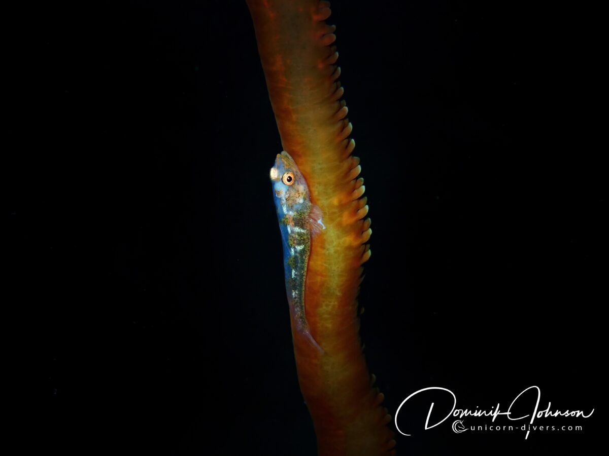 Underwater Photography Dominik Johnson goby