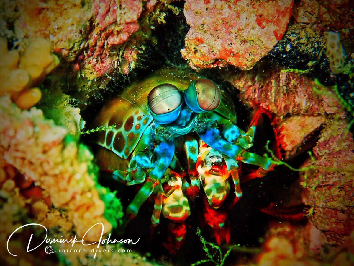 Unicorn-Divers-Dominik-Johnson-Underwaterphotography-Portfolio-Mantis shrimp