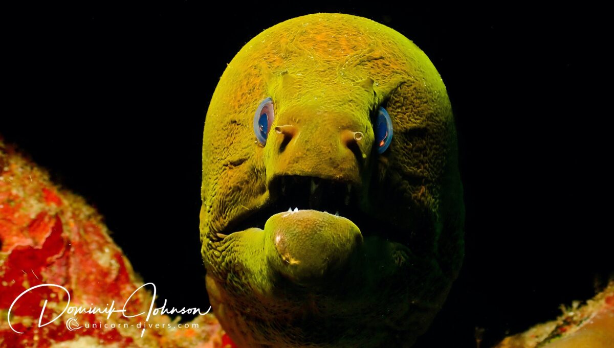 Unicorn-Divers-Dominik-Johnson-Underwaterphotography-Portfolio Murray eel