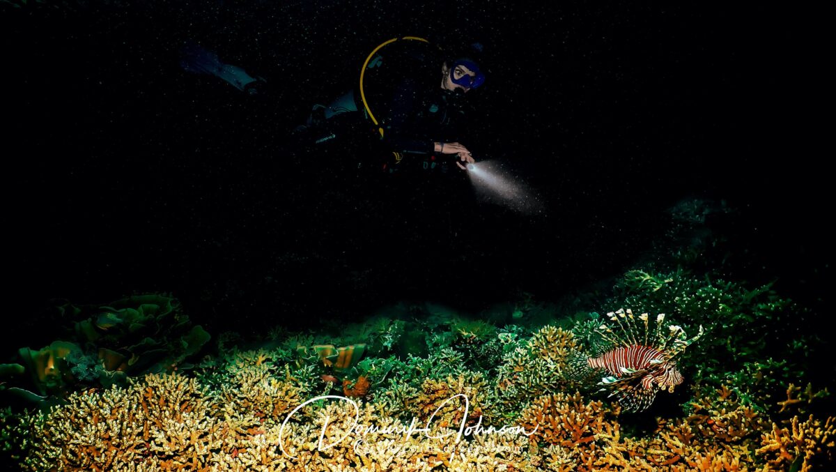 Underwater Photography Dominik Johnson night dive
