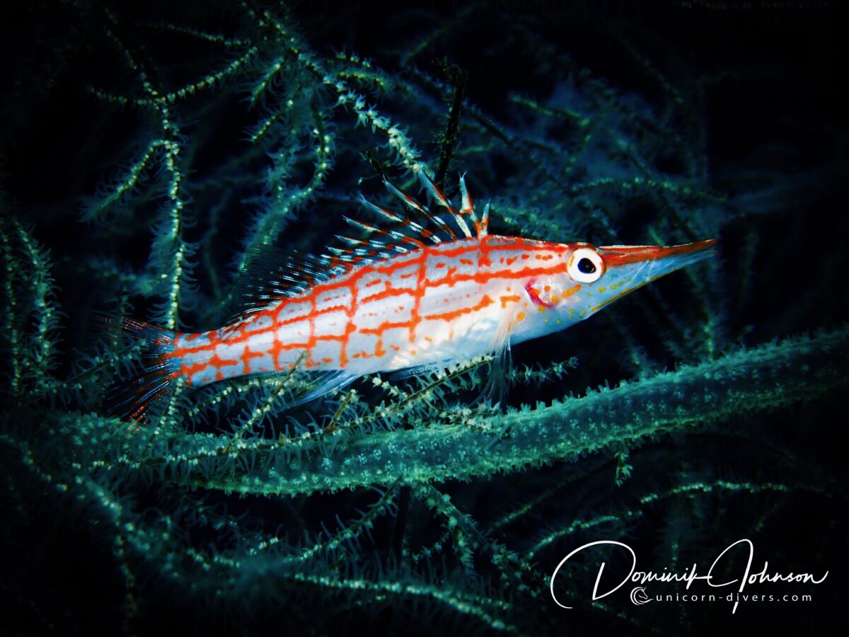 Underwater Photography Dominik Johnson microphotography