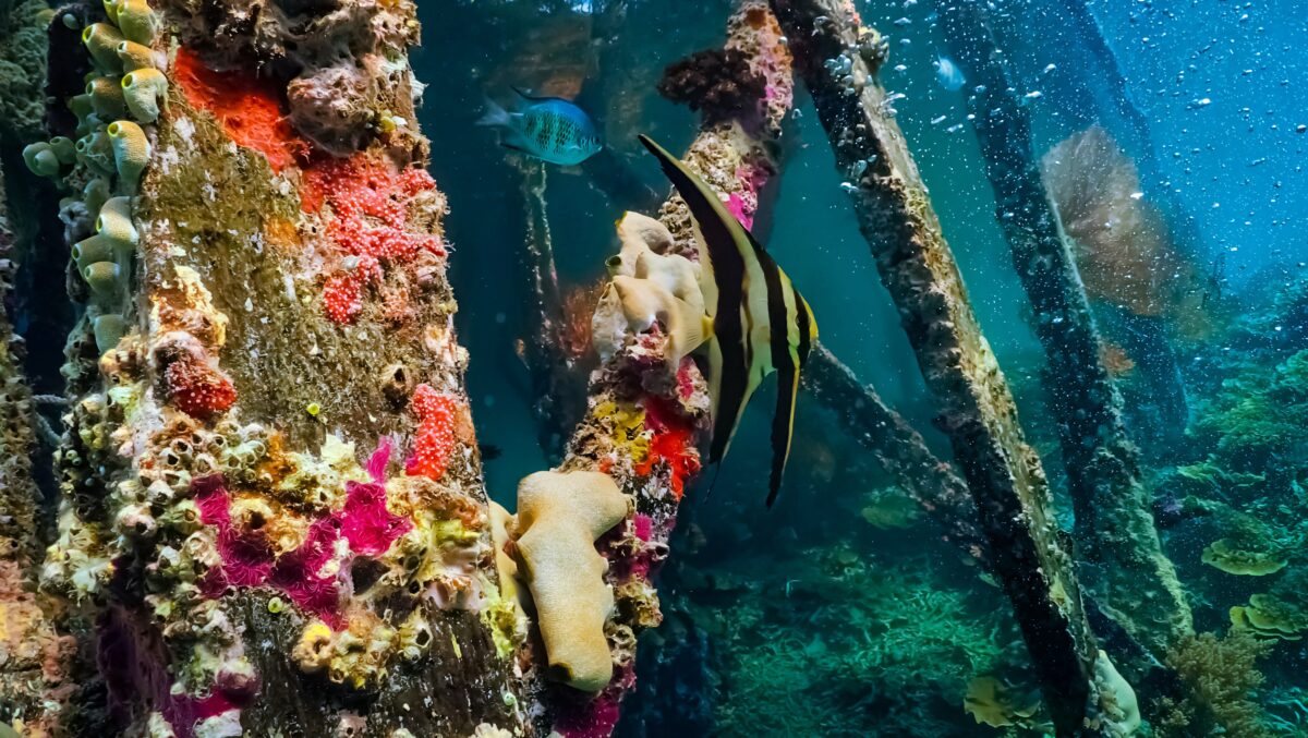 Underwater Photography Dominik Johnson Jetty underwater