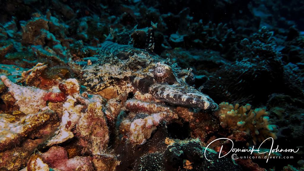 Unicorn-Divers-Dominik-Johnson-Underwaterphotography-Portfolio crocodile fish