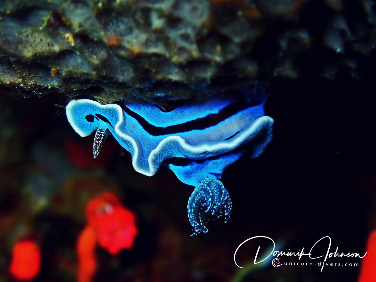 Unicorn-Divers-Dominik-Johnson-Underwaterphotography-Portfolio-blue Audi