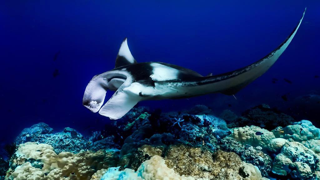 Underwater Photography Dominik Johnson Manta