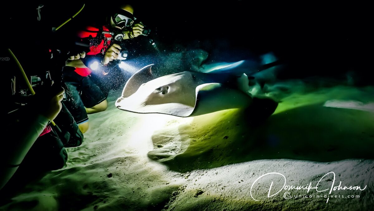 Underwater Photography Dominik Johnson stingray nightdive