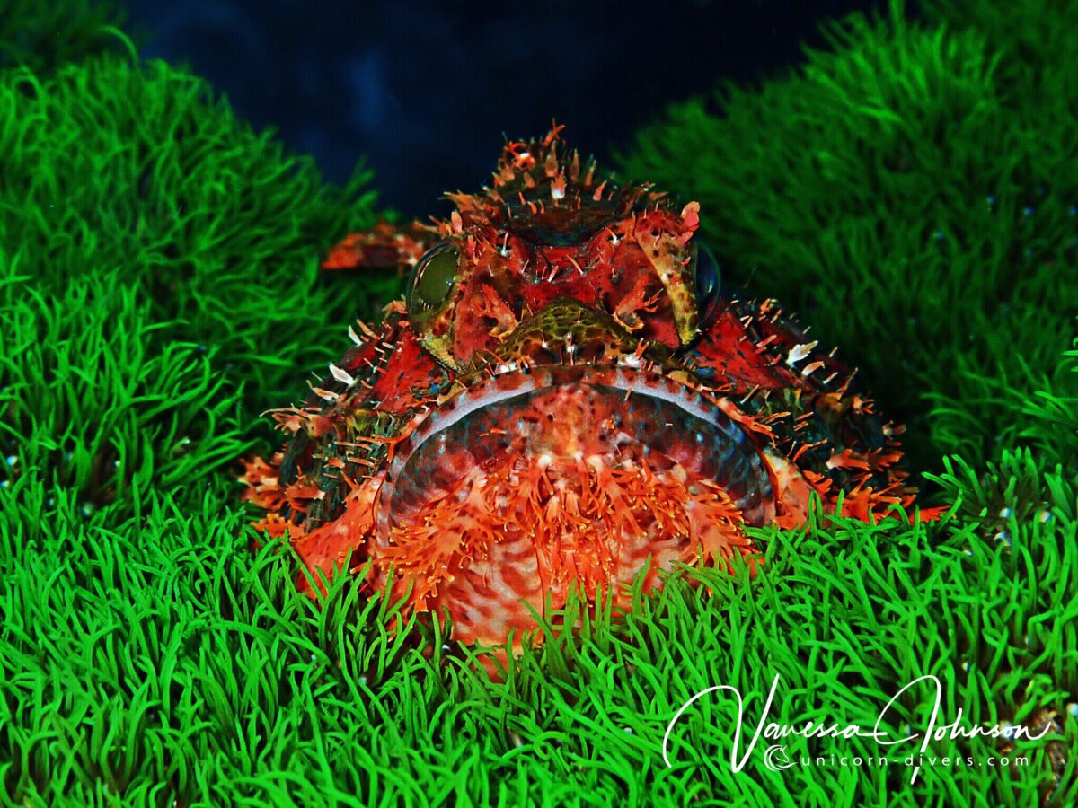 Unicorn-Divers-Dominik-Johnson-Underwaterphotography-Portfolio-frogfish grass