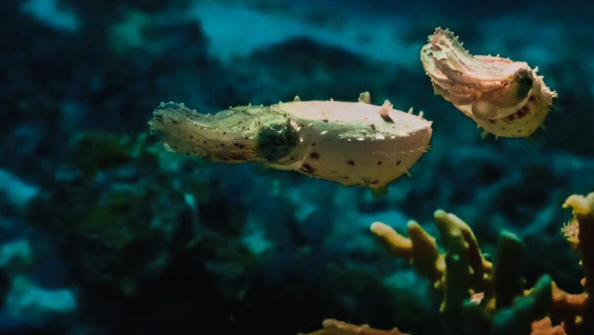 Unicorn-Divers-Dominik-Johnson-Underwaterphotography-Portfolio-baby squid