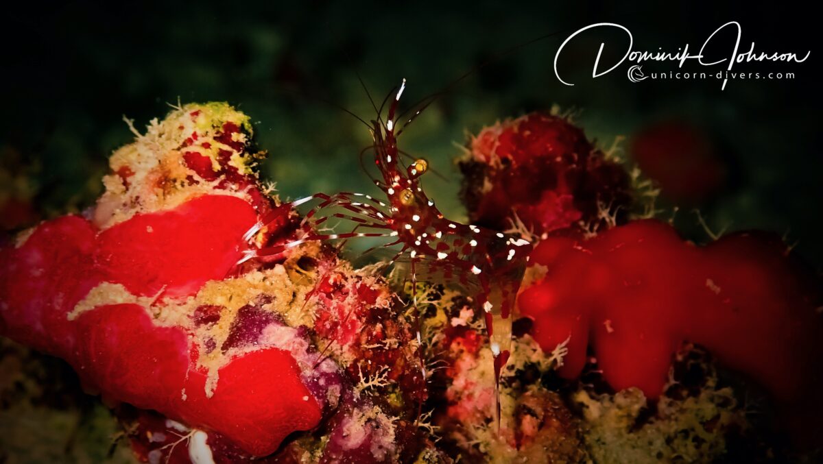 Unicorn-Divers-Dominik-Johnson-Underwaterphotography-Portfolio-shrimp 