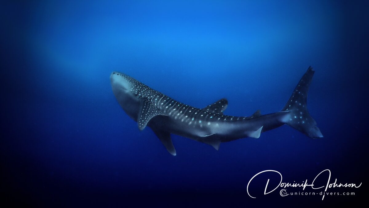 Underwater Photography Dominik Johnson Whaleshark