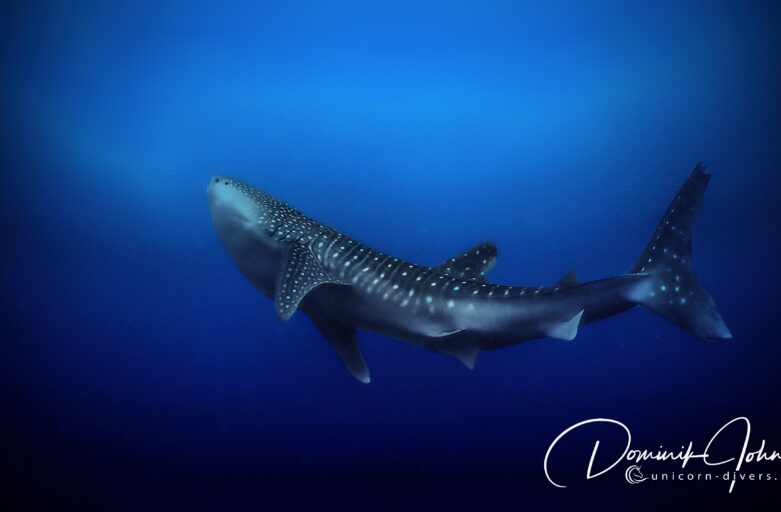Underwater Photography Dominik Johnson Whaleshark