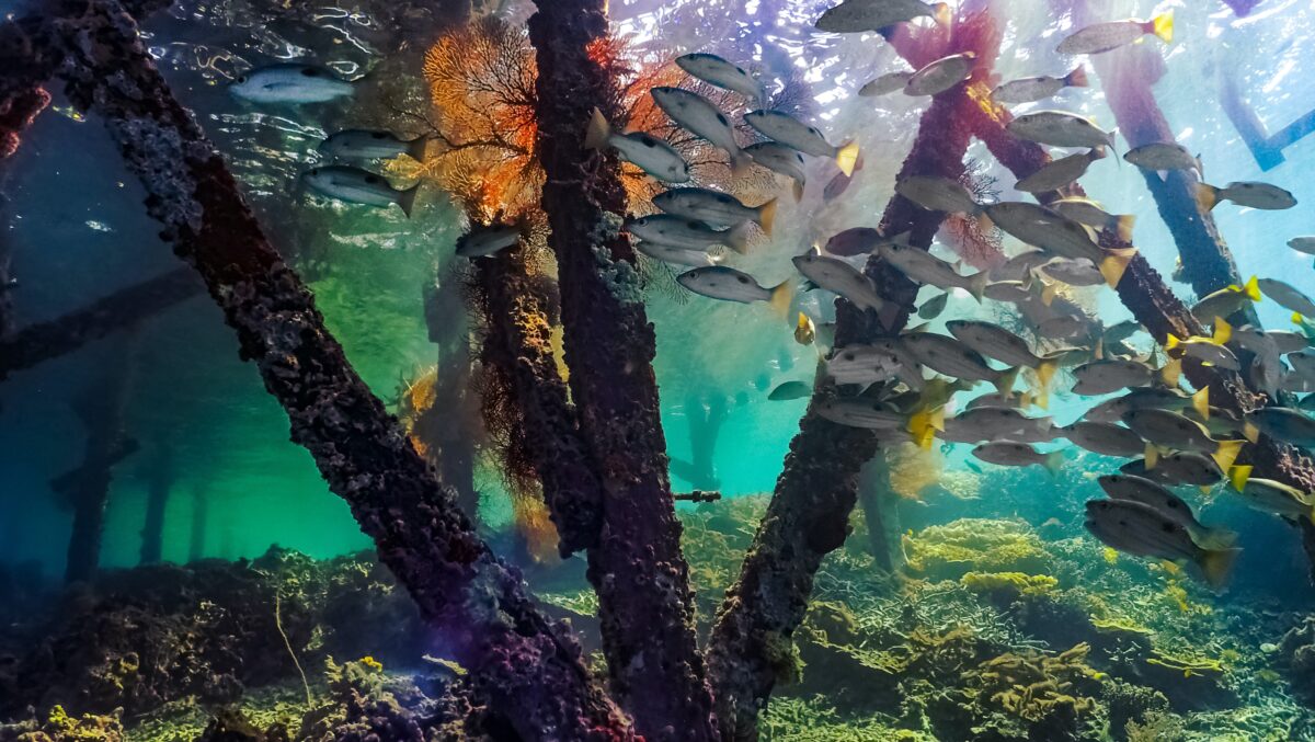 Underwater Photography Dominik Johnson Jetty