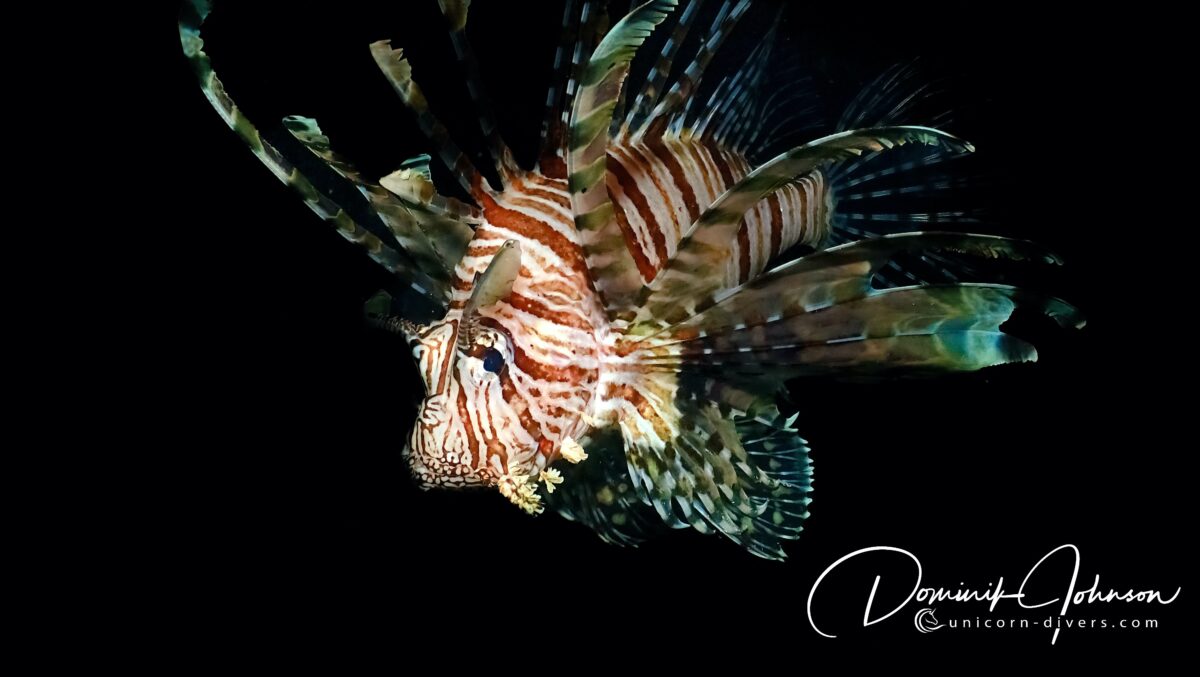 Underwater Photography Dominik Johnson lionfish