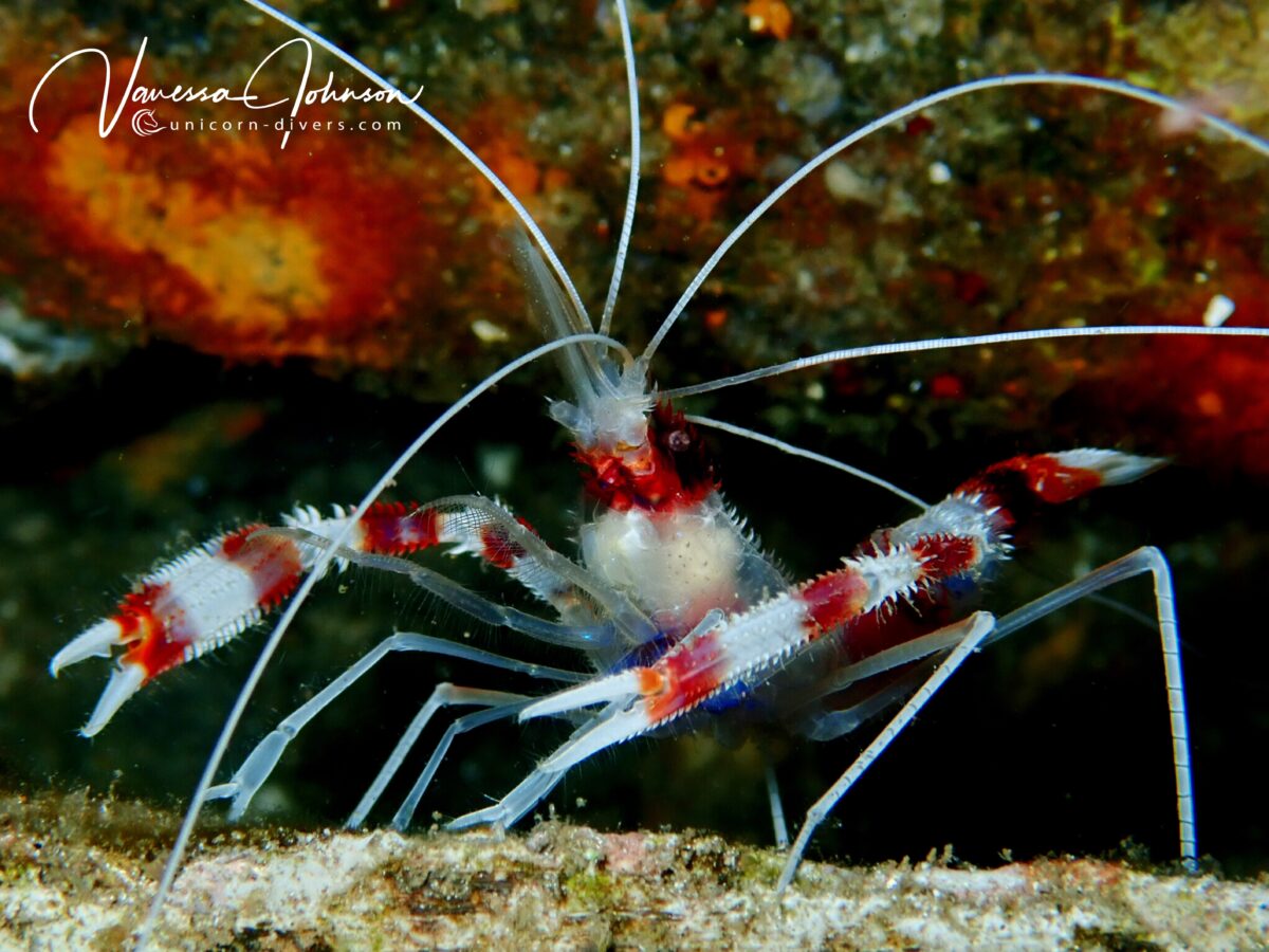 Unicorn-Divers-Dominik-Johnson-Underwaterphotography-Portfolio harlequin shrimp
