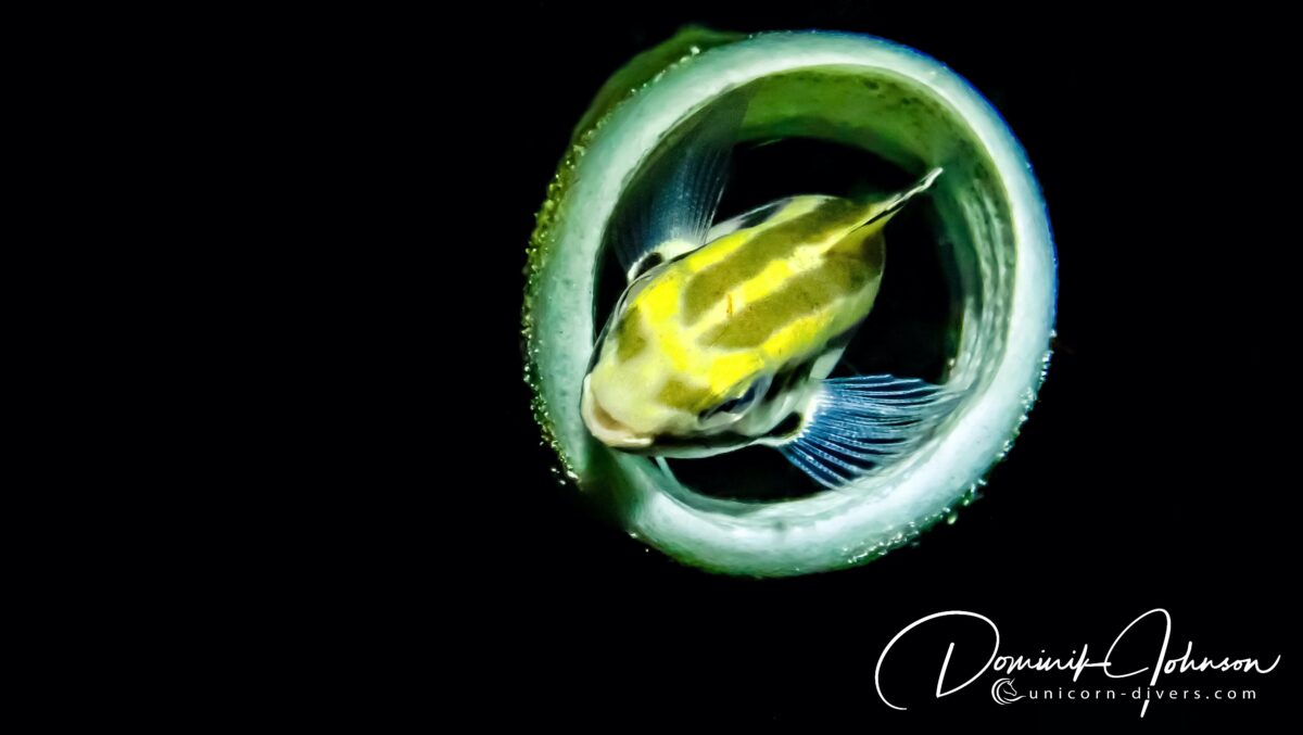 Unicorn-Divers-Dominik-Johnson-Underwaterphotography-Portfolio goby in swamp