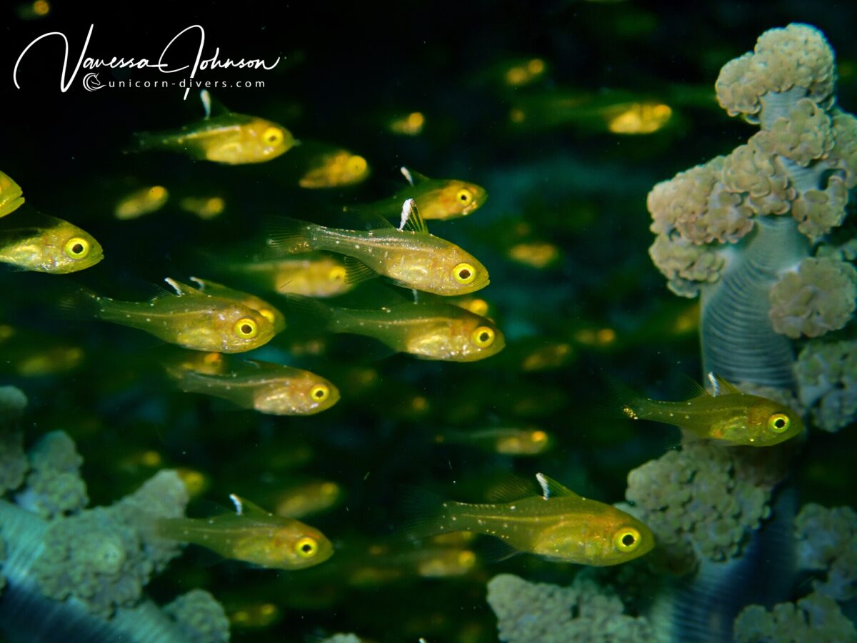 Unicorn-Divers-Dominik-Johnson-Underwaterphotography-Portfolio yellow juvenile fish swarm