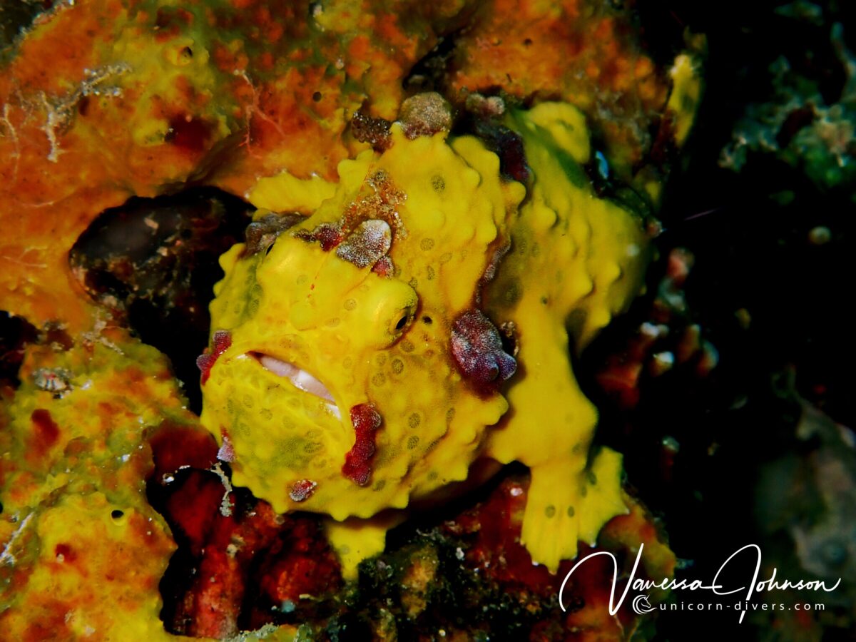 Unicorn-Divers-Dominik-Johnson-Underwaterphotography-Portfolio yellow frogfish