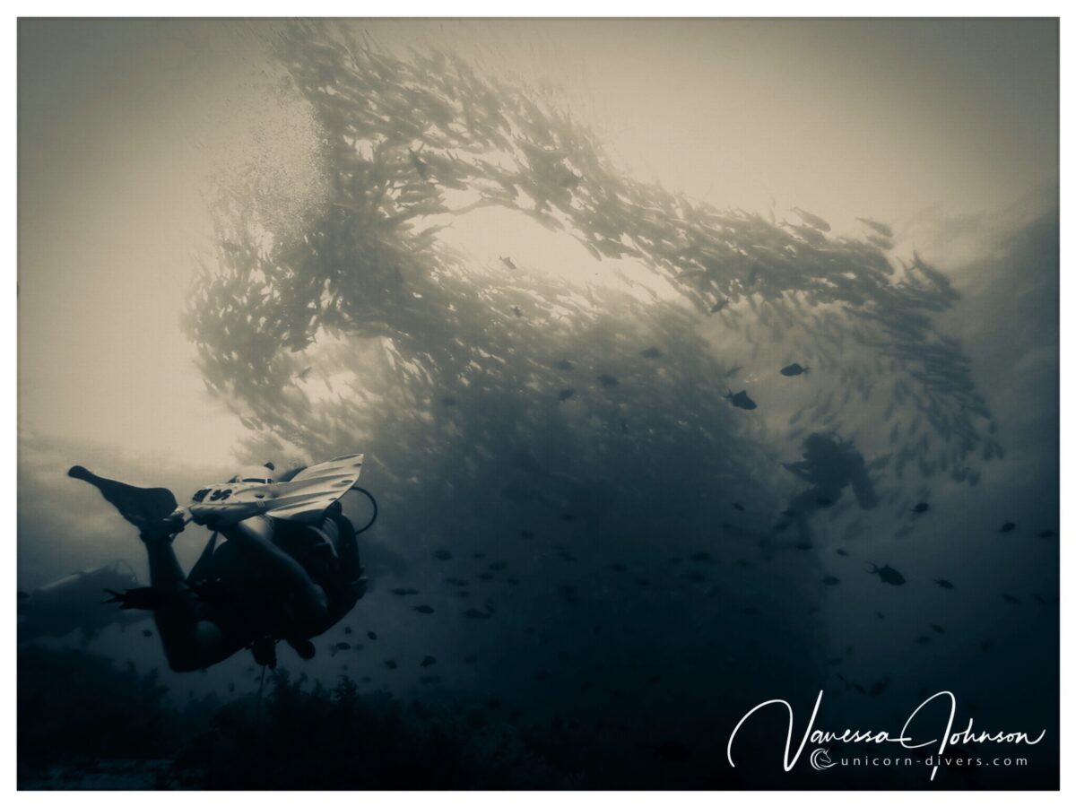 Unicorn-Divers-Dominik-Johnson-Underwaterphotography-Portfolio black and white